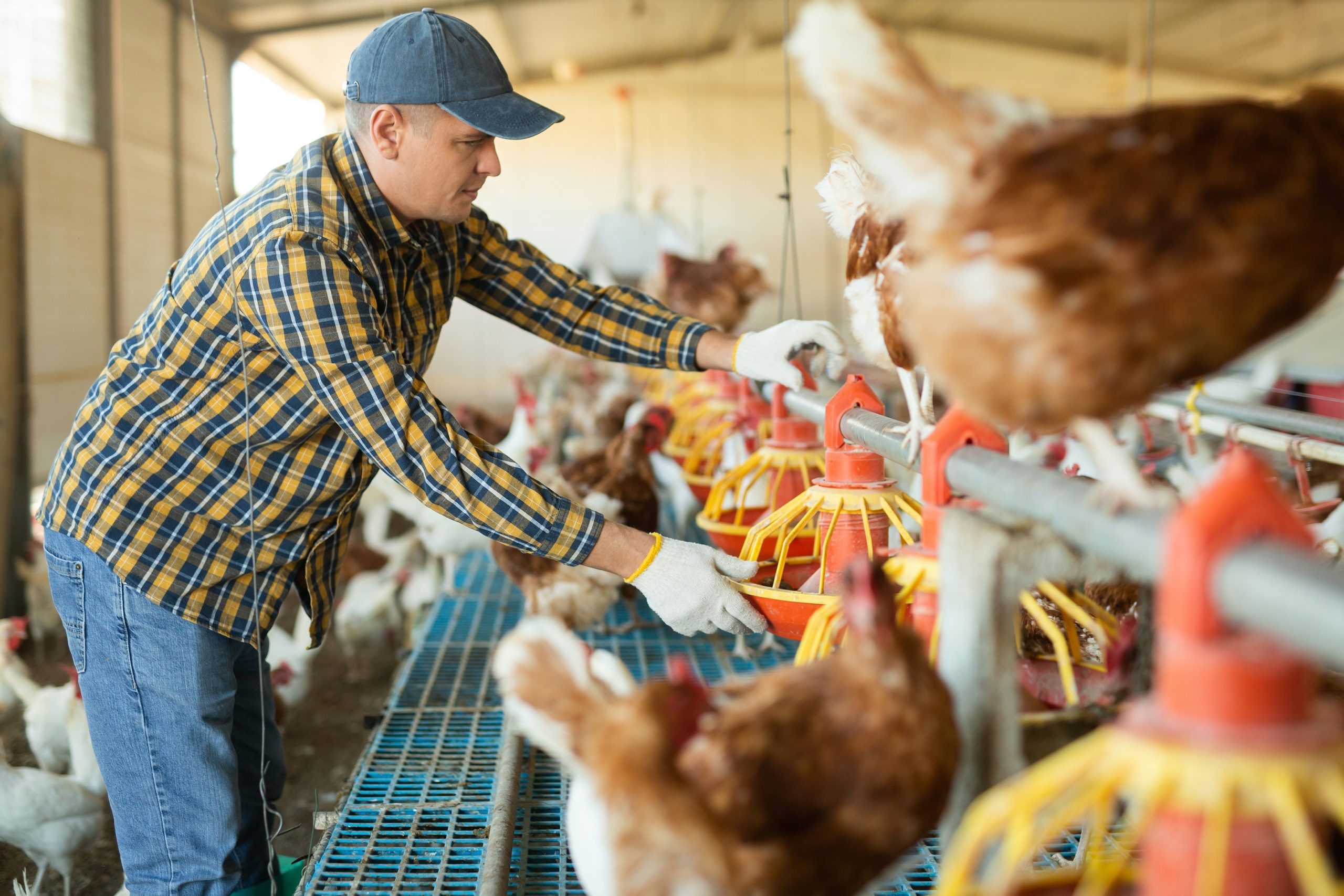 A man repairing chicken feeders in a poultry farm.