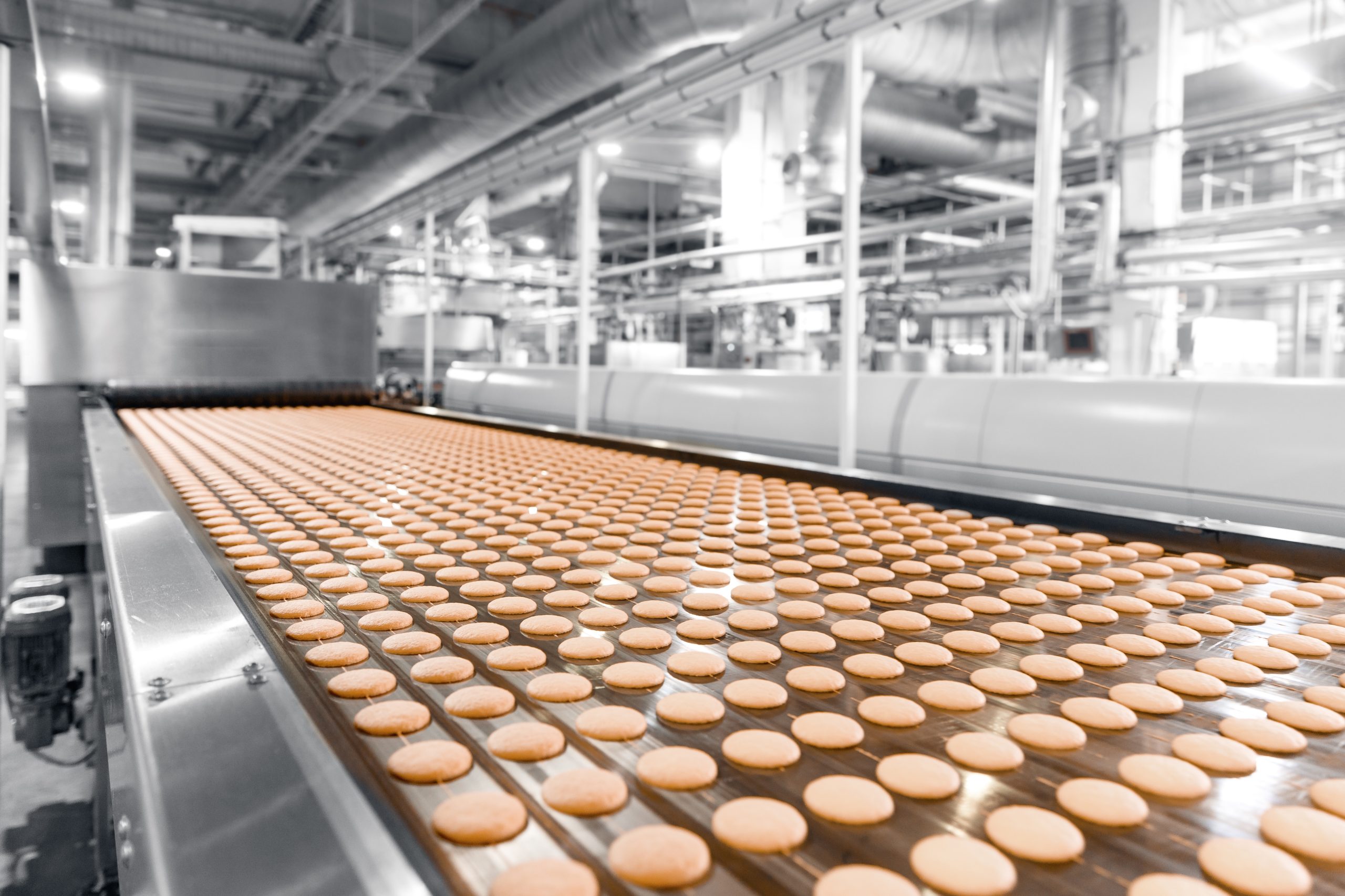 A food conveyer belt in a factory, transporting dozens of cookies.